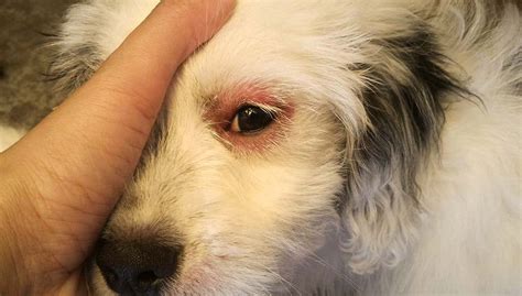 My Puppies Eyes Are Red / How To Treat Cherry Eye In Dogs - Things that ...