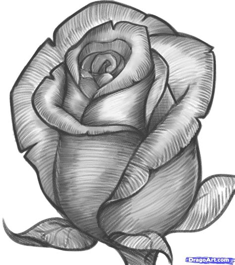 cool drawings - Google Search | Pencil drawings of flowers, Roses drawing, Flower sketches