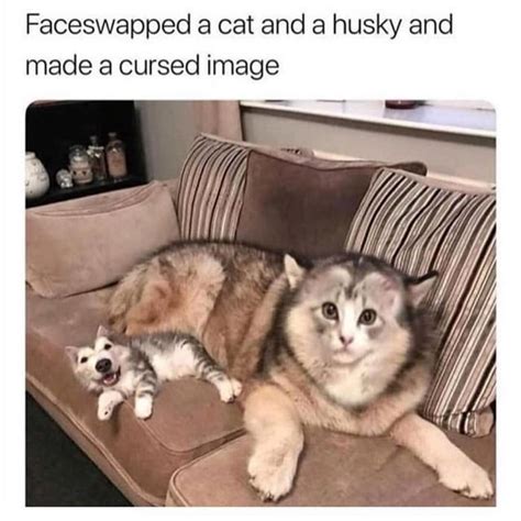 Face swap between cat and dog : r/funny