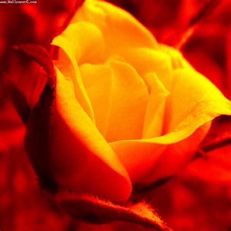 Yellow Rose Pretty - Pretty Of Nature - & Background HD phone wallpaper | Pxfuel