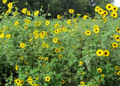 Beach Sunflower (Cucumber-Leaf) Sunflower | Landscaping around trees, Wild sunflower, Perennial ...