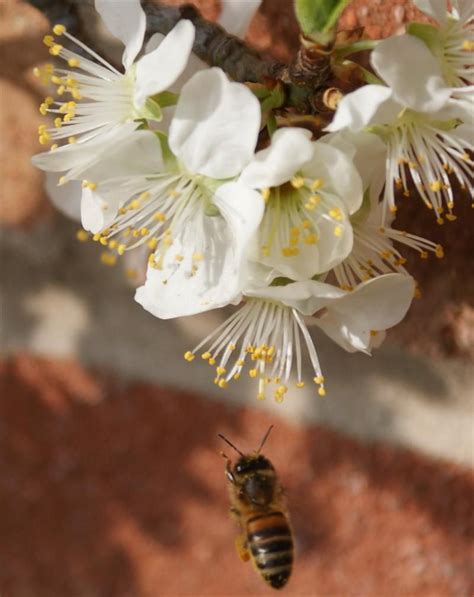 Pollination of apple and other fruit trees. Info relevant for non self-fertile fruit trees where ...