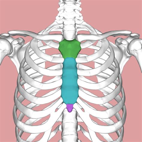 Fractured/Broken Sternum Injury Lawyer in MA | The Law Offices of Gerald J. Noonan