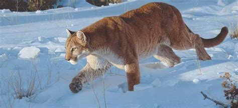 Daniel Smith | 114 Wildlife Realism Acrylic Paintings - American Artist