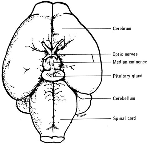 Biology of the Laboratory Mouse - Figure 13-11