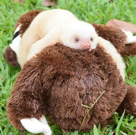 Here's an albino sloth : r/sloths