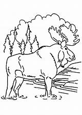 Moose & Elk Coloring Pages Books  100% FREE And Printable sketch template
