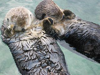 Sea Otters Holding Hands - North York Central Library Blog