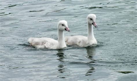 7 Trumpeter Swan Cygnets at Milliken Park, Toronto