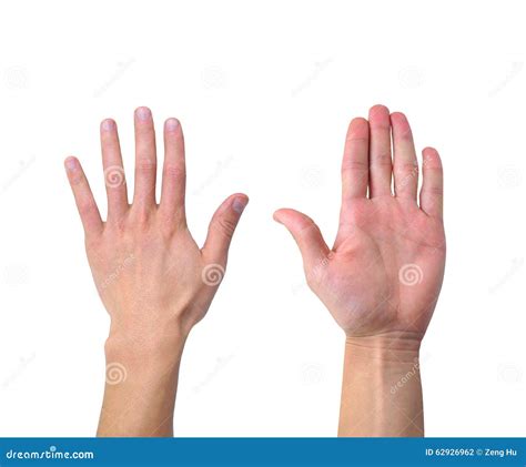 Back Of Human Hand