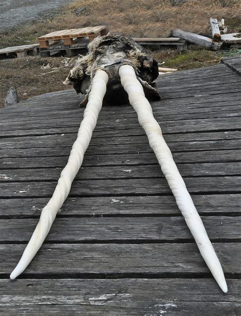 Double tusk. | Narwhals | Animal bones, Sea creatures, Animal skulls