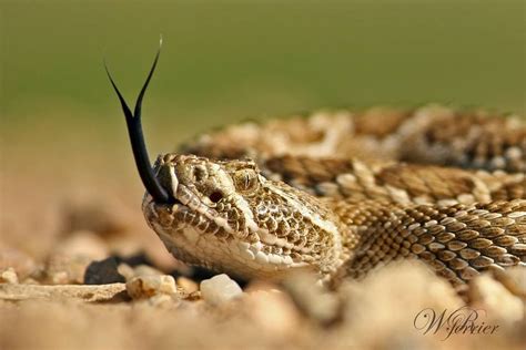 Rattlesnake. Colorado Photo by W. R. Ferrier | Rattlesnake, Colorado, Photo