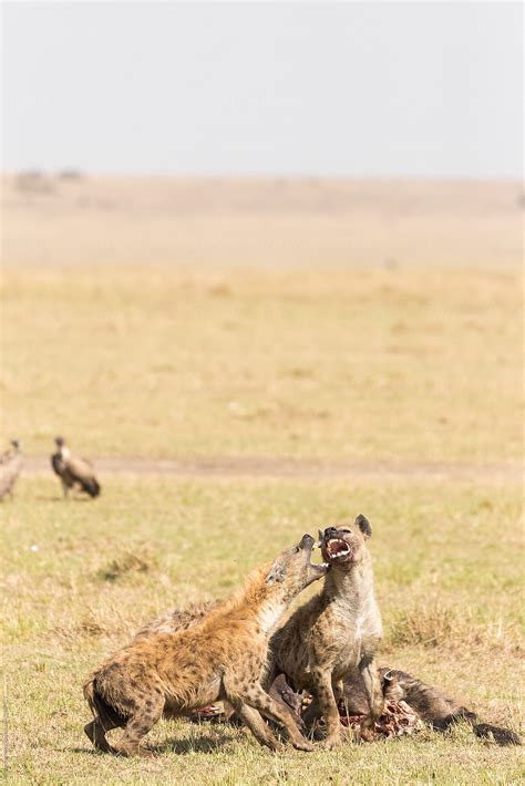 "Two Hyenas Fighting For Carrion" by Stocksy Contributor "Marilar ...