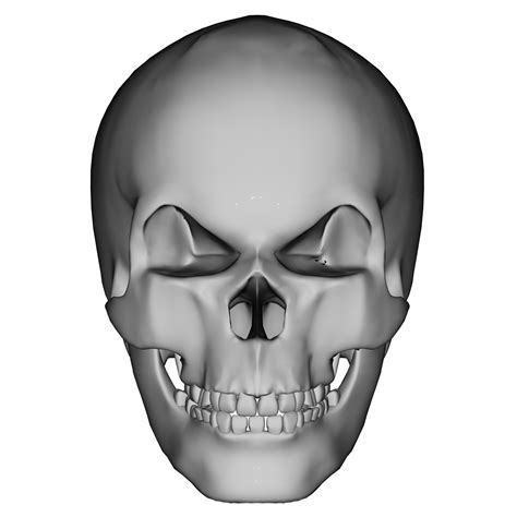 Human Skull 2 Free Stock Photo - Public Domain Pictures