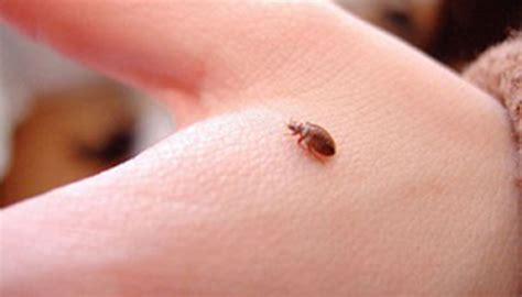 Bed Bug Insecticide - Bed Bugs Removal Guide