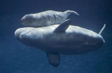 Baby beluga whale born at Chicago Shedd Aquarium | Beluga whale, Whale, Shedd aquarium