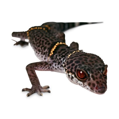 Chinese Cave Gecko For Sale | Petco