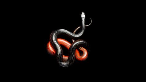 Red and black snakes HD wallpaper | Wallpaper Flare