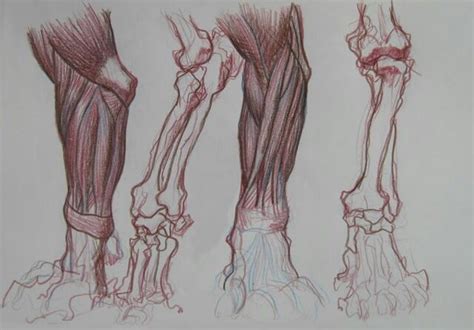 Muscles lion legs | Feline anatomy, Cat anatomy, Animal skeletons