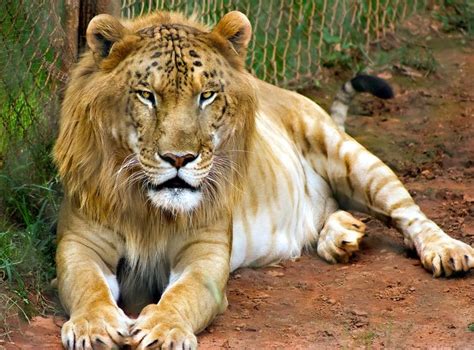 10 Animal Cross Breeds That Will Blow Your Mind Away. The Liger or Tigon is Just One of Them ...