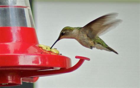 Hummingbird Feeder 4 | Hummingbird at the feeder | H. Michael Miley ...