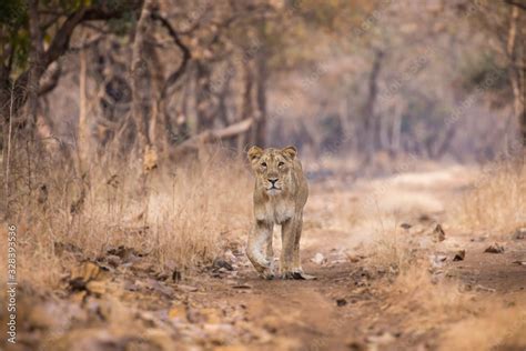 lioness with cub Stock Photo | Adobe Stock