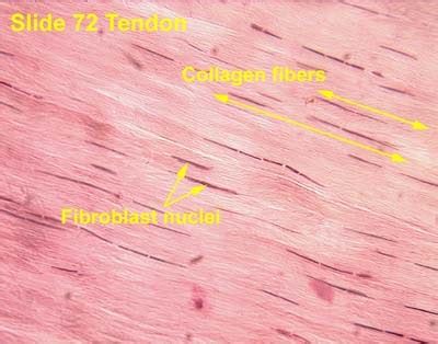 Histology Slides: Dense Connective Tissue