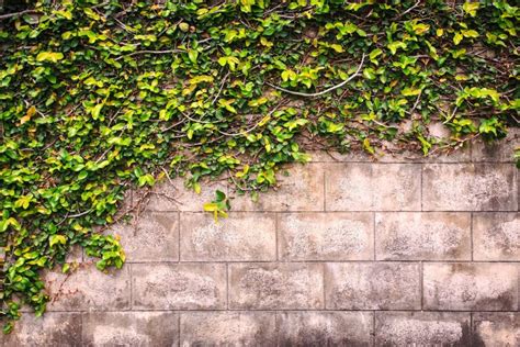 Ivy or Green Plant Grows on the Wall Stock Image - Image of walls, wall: 55643187