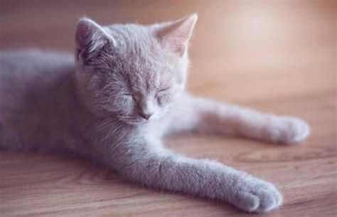 6 Common Cat Cold Symptoms and How to Treat Them | LoveToKnow | Cat ...