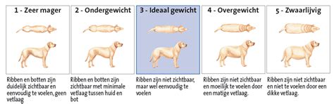 Gewicht van de hond | Verzorging honden | Honden