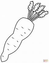 Free Printable Carrot Coloring Page Sketch sketch template