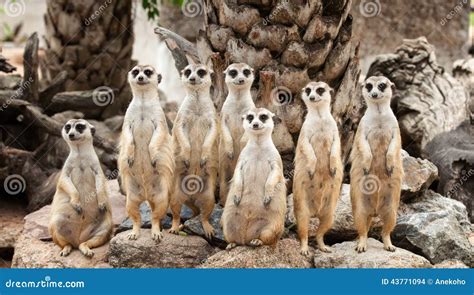 Portrait of meerkat family stock photo. Image of conservation - 43771094