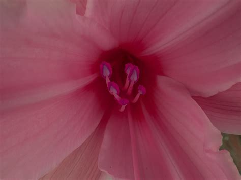 Pink Flower Stamen Free Stock Photo - Public Domain Pictures