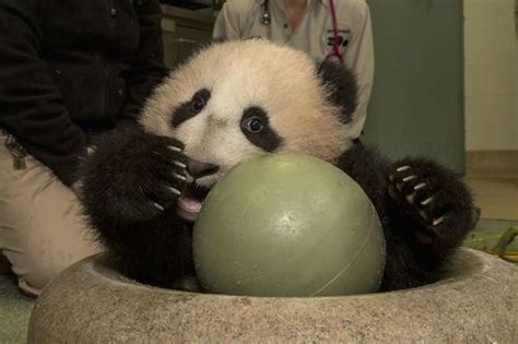 UPDATE! San Diego Zoo's Panda Cub's Toys Prepare Him for Foray into Habitat - ZooBorns