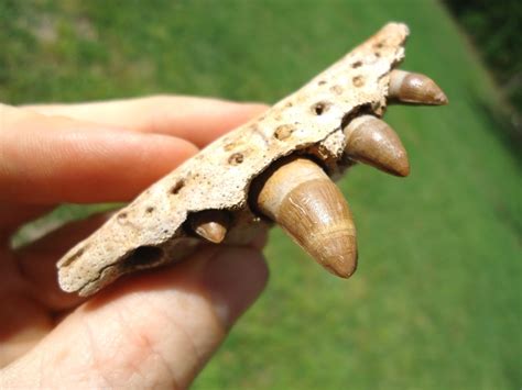 Very Rare Miocene Alligator Maxilla with Four Teeth | Recently Sold | FOSSILS | Prehistoric Florida