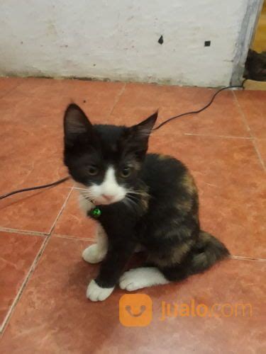 Kucing Kombinasi Kampung Dan Persia Medium Jenis Betina 4bln di Kab. Sidoarjo, Jawa Timur ...