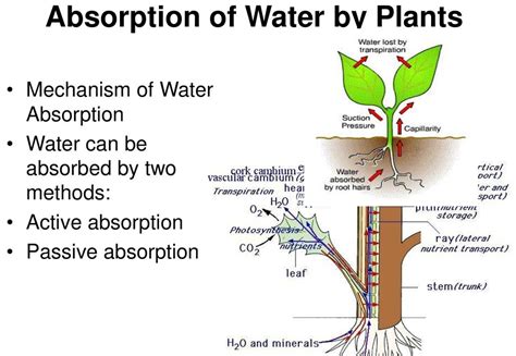 Absorption of Water By Plants | Plants, Plant activities, Worksheets