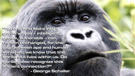 Gorilla Tactics: How To Save A Species – Blue Gorilla Giving Consultancy