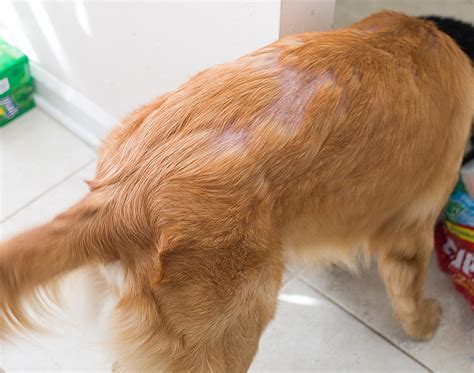 Can Hypothyroidism In Dogs Cause Fur To Change Color