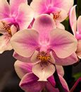 orchids, gift orchids, hobby growing