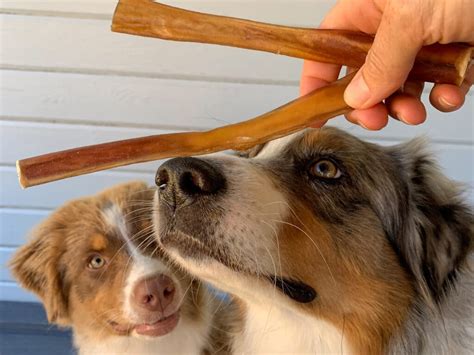 Top Reasons To Add Dog Chews To Your Pet's Diet - itcgap