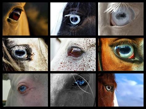 .eye color variations in horses | Horse coloring, Horse face, Horse love