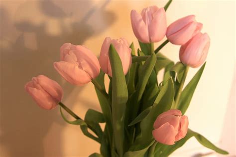 Pretty pinks ~ ~, wonderful, special, shine, easter, bonito, green ...