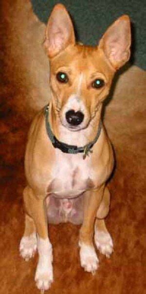 79+ What Is A Basenji Mix - l2sanpiero