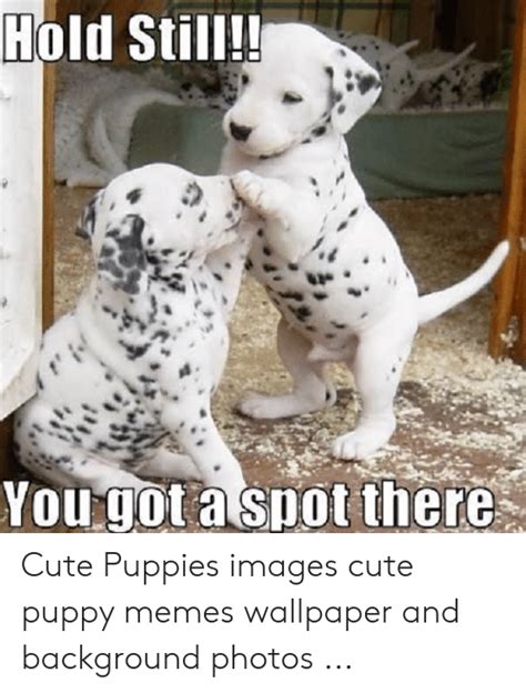 🔥 25+ Best Memes About Funny Puppy Memes | Funny Puppy Memes