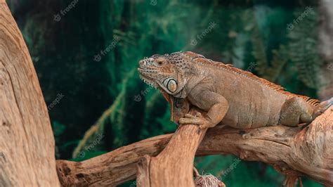 Premium Photo | Common green iguana in the terrarium latiguana iguana