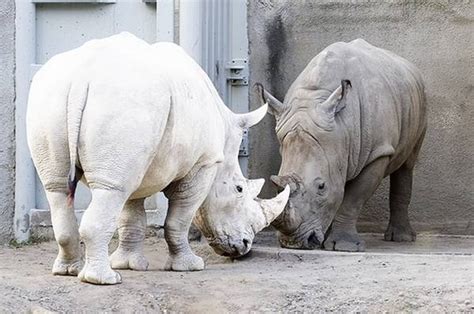 albino animals - Bing Images | Næsehorn, Elefanter, Dyr