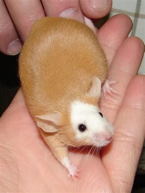 View topic - Hereford Photo needed | Pet rats, Pet mice, Cute rats