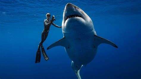 Divers swim with one of biggest great white sharks off Hawaii - BBC News