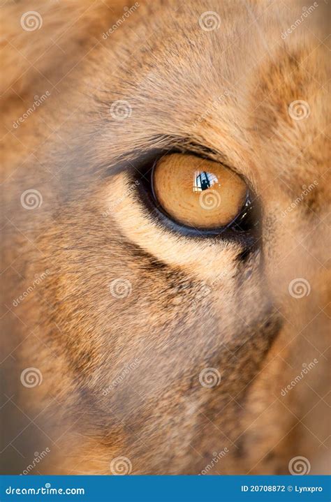 Hungry lion stock photo. Image of creature, direct, beauty - 20708872